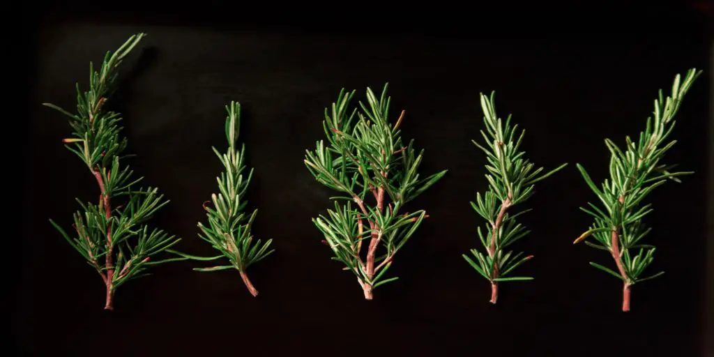 5 sprigs of rosemary behind black background