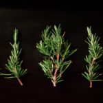 5 sprigs of rosemary behind black background
