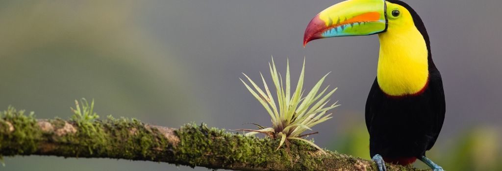 Costa Rican native bird on branch