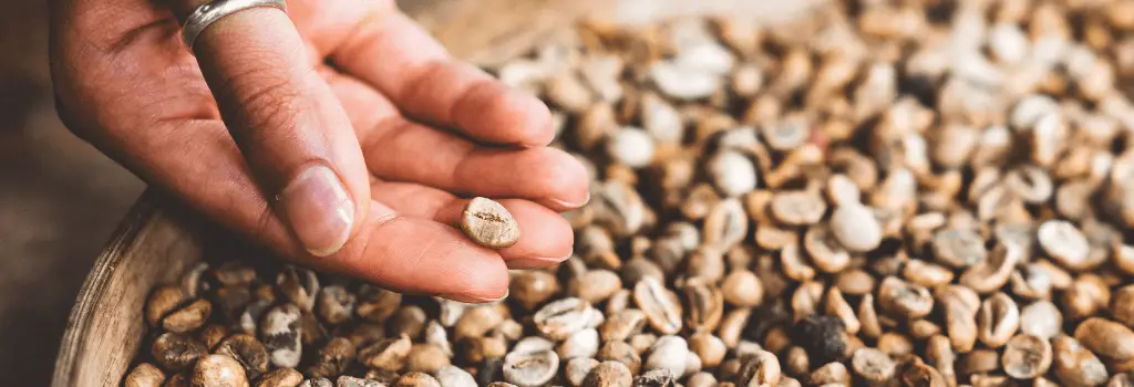 person holding single dried coffee bean