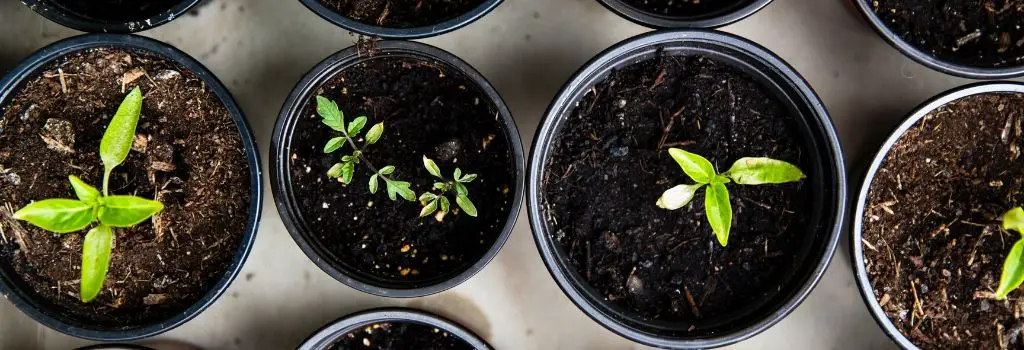 plants in pots of compost