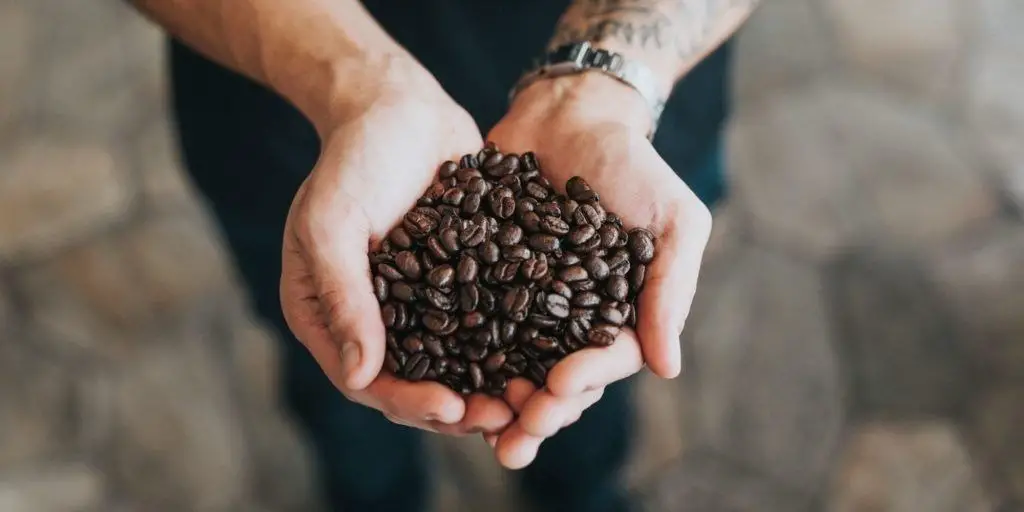 person holding roasted coffee beans in hands