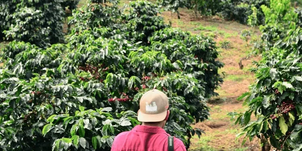 man exploring coffee plantation