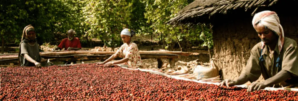 coffee farmers drying out coffee cherries in ethiopia, counties and their distinct flavours