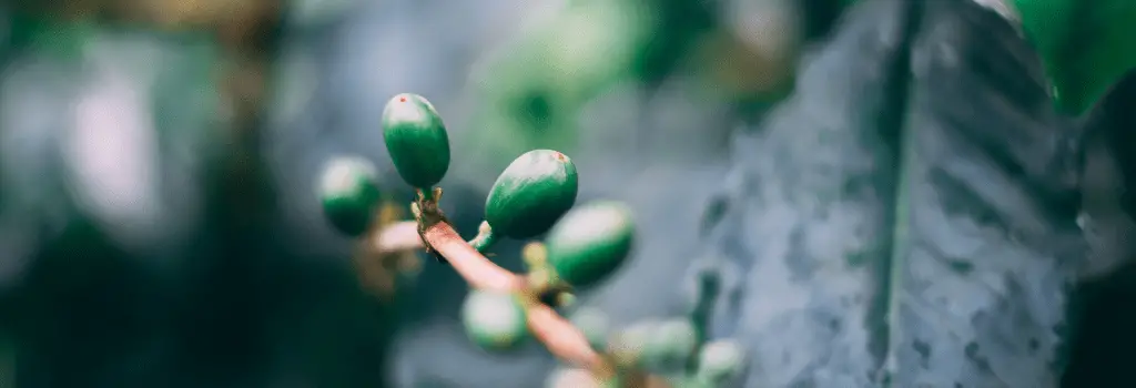 coffee cherry plant in yemen
