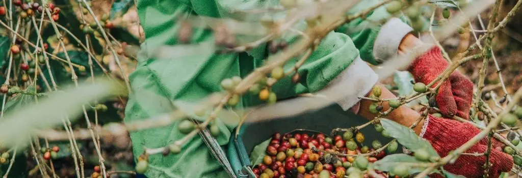  coffee picker, coffee bean picking, specialty coffee