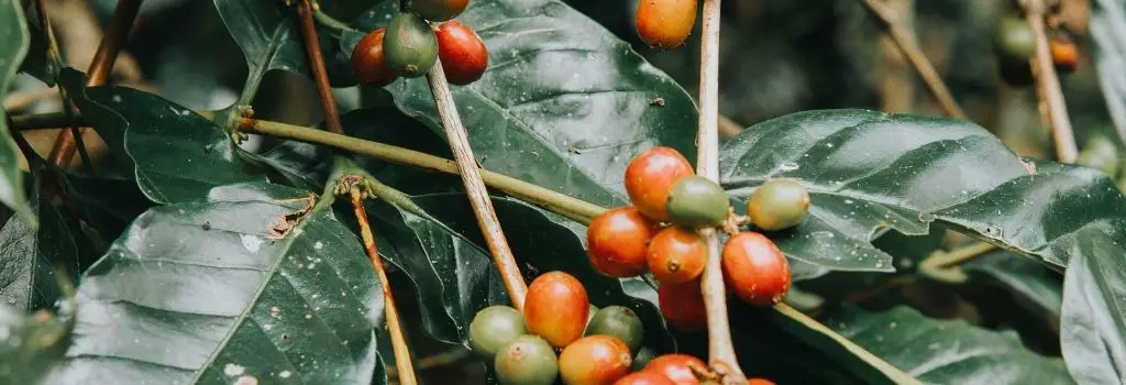specialty coffee beans, coffee cherries, coffee fruit