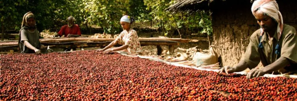 coffee farm, coffee farmers, coffee workers