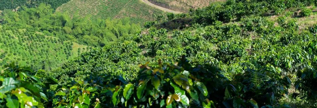 coffee plant, coffee bean farm