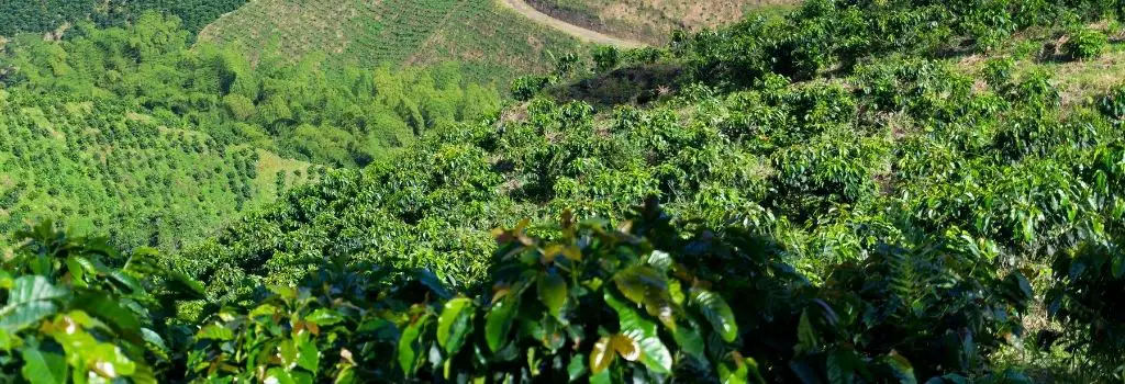 sidra coffee, growing coffee, specialty coffee