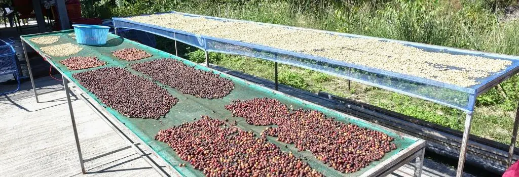 coffee farm, sidra coffee