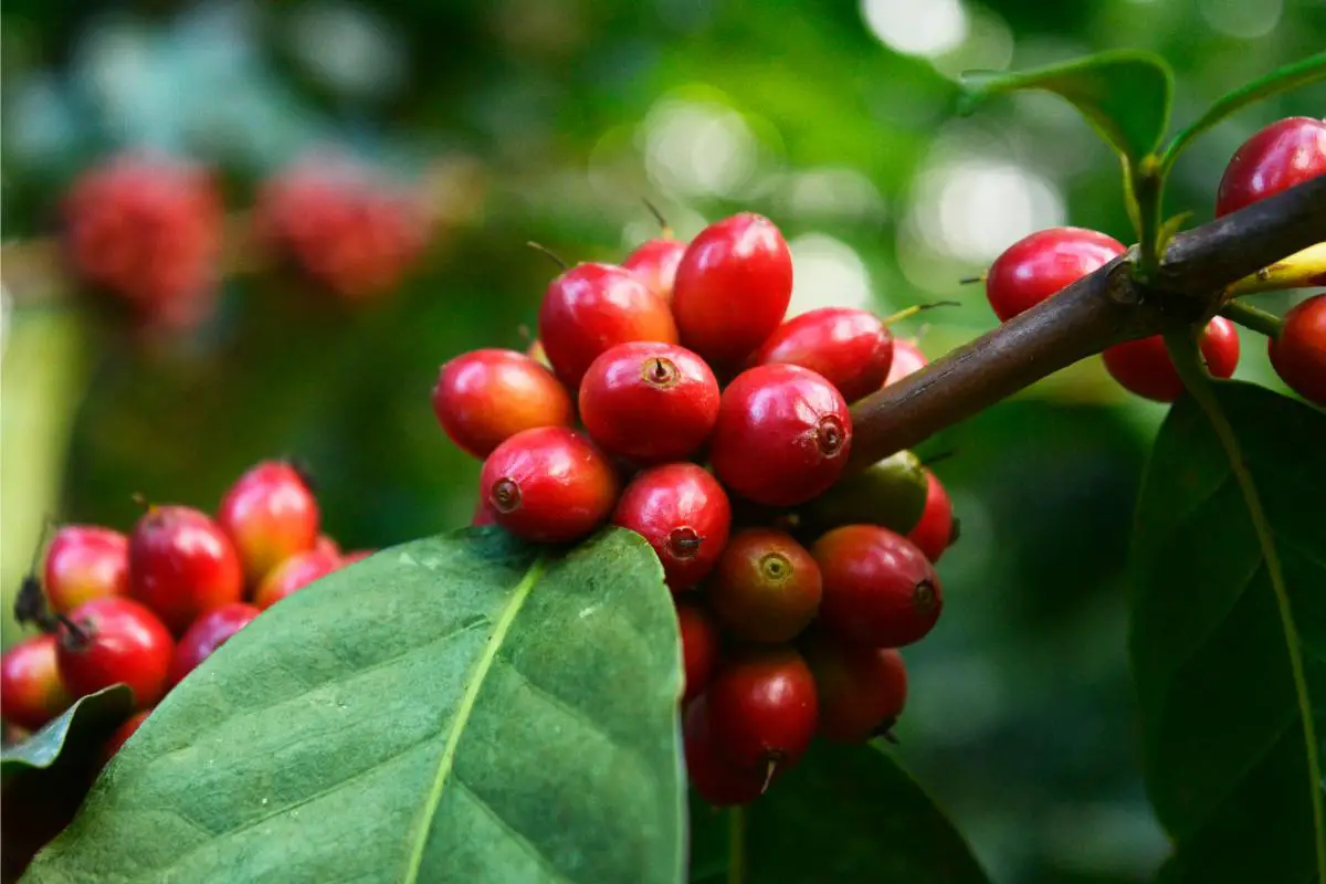 coffee cherry, sidra coffee, specialty coffee, coffee, coffee plant