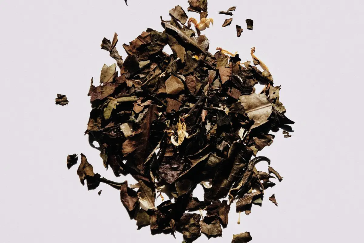 coffee leaf tea, specialty coffee, specialty tea, coffee plant, coffee leaves