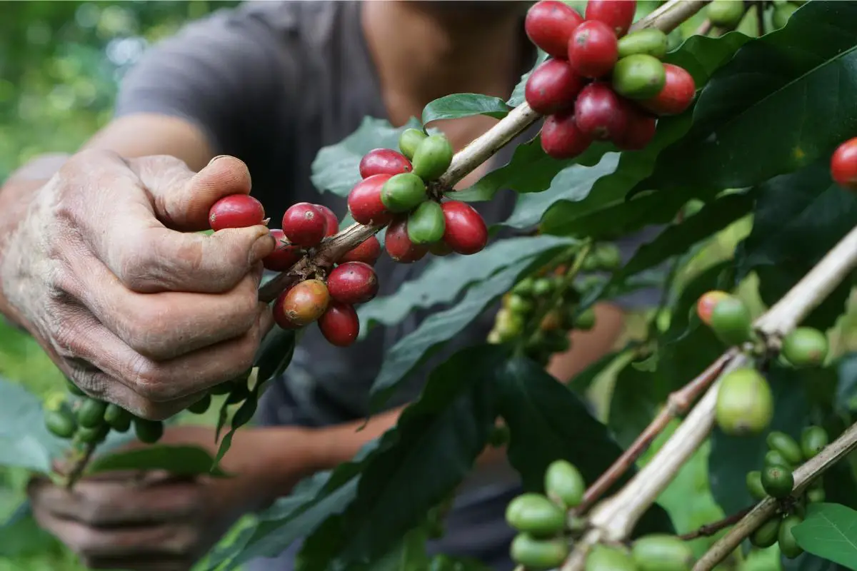 near-freezing whole coffee cherries, coffee cherries, specialty coffee, coffee beans