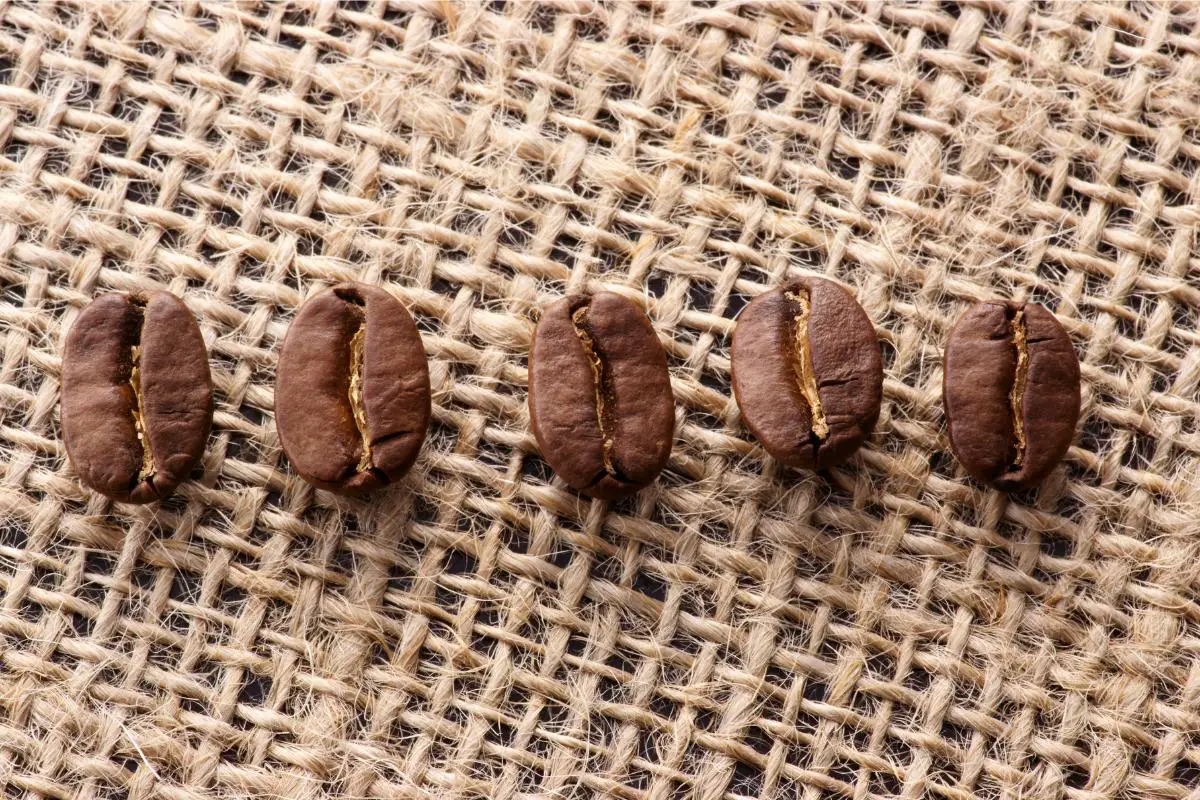 Exploring Coffee Fabric: From Bean to Clothing
